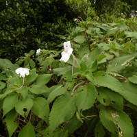Impatiens henslowiana Arn.